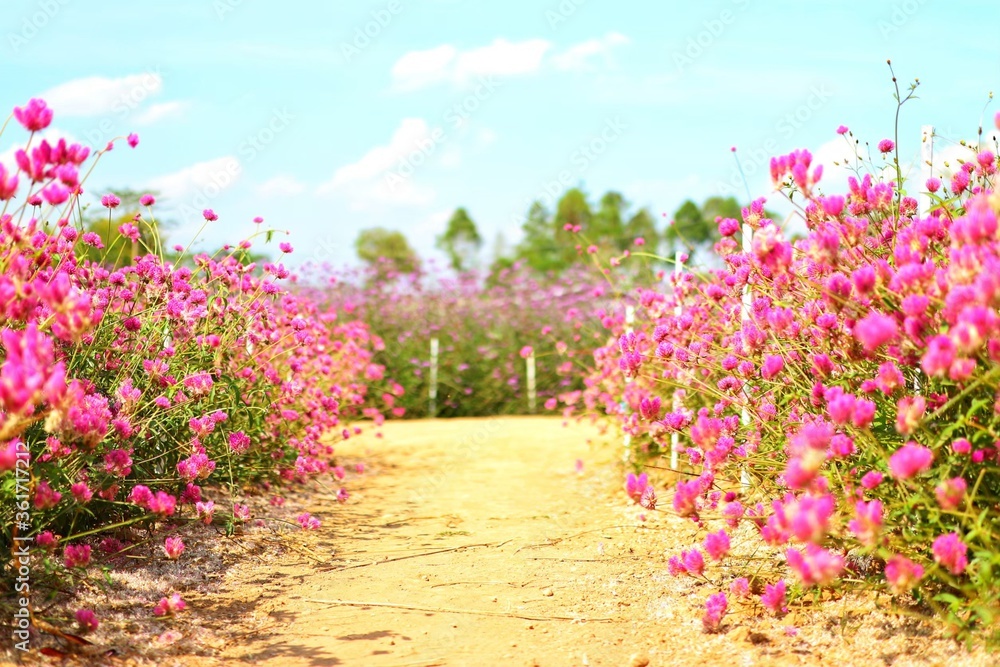 pink flowers in the field pink flowers in the field