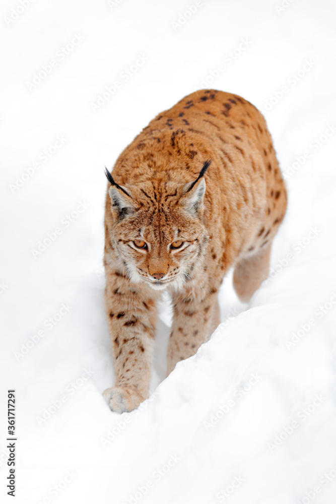 Obraz premium Lynx walking, wild cat in the forest with snow. Wildlife scene from winter nature. Cute big cat in habitat, cold condition. Snowy forest with beautiful animal wild lynx, Germany.