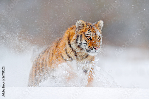 Wildlife Russia. Tiger, cold winter in taiga, Russia. Snow flakes with wild Amur cat.  Tiger snow run in wild winter nature. Siberian tiger, action wildlife scene with dangerous animal.