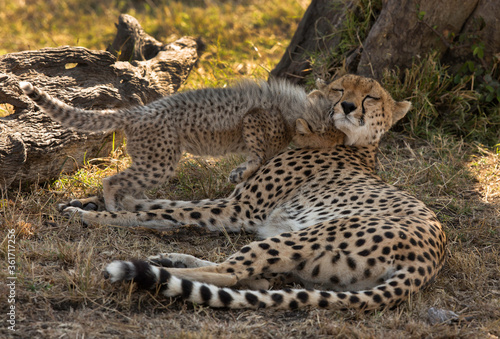 Malaika Cheetah loving her under a tree at Masai Mara, Kenya photo