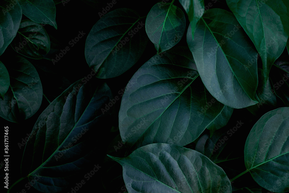 Fototapeta closeup nature view of green leaf background and dark tone