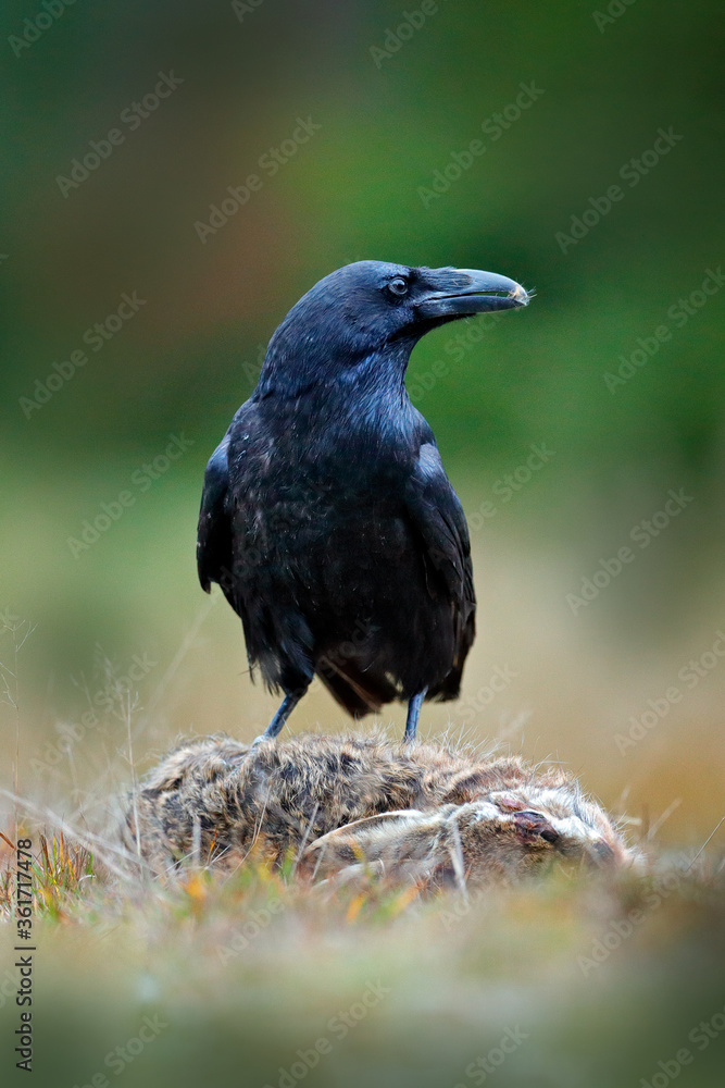 Raven, black bird with dead hare on the road, animal behavior in nature habitat, dark green forest in the background. Wildlife scene from nature, Germany, Europe. Raven, black bird with dead hare on the road, animal behavior in nature habitat, dark green forest in the background. Wildlife scene from nature, Germany, Europe.