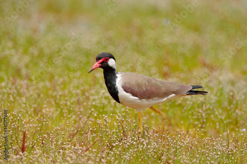 Red-wattled lapwing, Vanellus indicus, Asian bird or large plover wader in the family Charadriidae. Lapwing walking in the grass lake in the nature habitat, Yala National Park, Sri Lanka, Asia