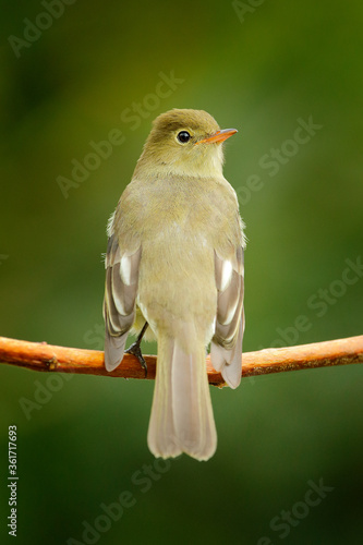 Mountain Elaenia, Elaenia frantzii, passerine bird in the tyrant flycatcher family. It breeds in highlands from Guatemala to Colombia. Mountain Elaenia rare sighting in Costa Rica forest. photo