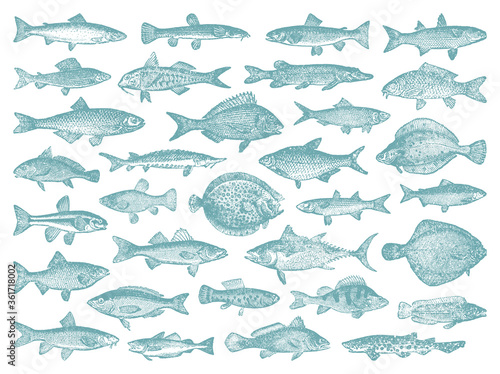 River and sea fish collection - vector vintage engraved illustration from Petit Larousse Illustré 1914