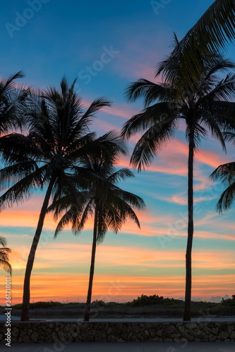 Fototapeta Naklejka Na Ścianę i Meble -  Palm trees on Miami Beach at sunrise in Ocean Drive, South Beach, Florida	