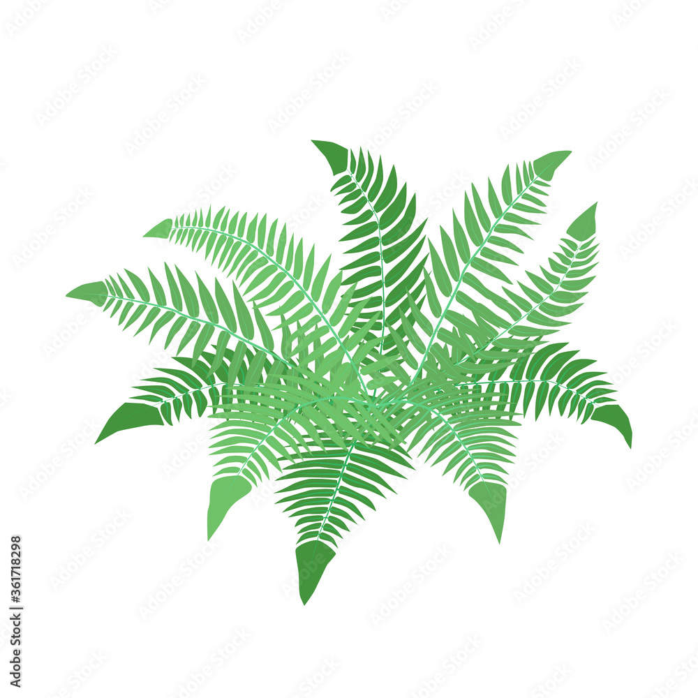 Green bush of fern with large open leaves. Home potted plant. Wild forest tropical herb. Stock vector flat illustration isolated on white background. Green bush of fern with large open leaves. Home potted plant. Wild forest tropical herb. Stock vector flat illustration isolated on white background.