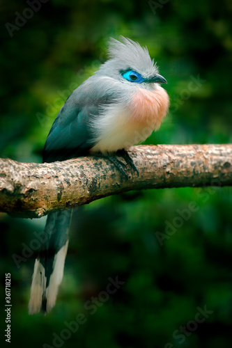 Couna, Coua cristata, rare grey and blue bird with crest, in nature habitat, sitting on the branch, Madagascar. Birdwatching in Africa. Crested Couna in the dark tropic forest.
