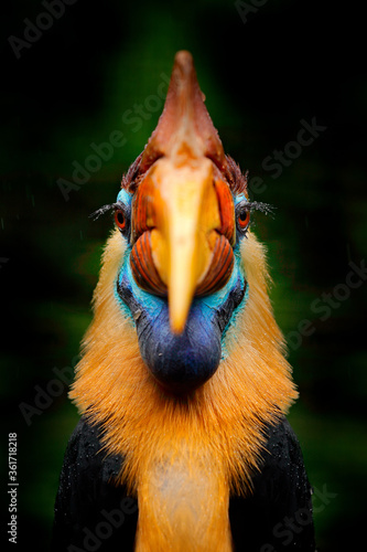 Hornbill, close-up detail face bill portrait. Knobbed Hornbill, Rhyticeros cassidix, in forest habitat, detail portrait in green from Sulawesi, Indonesia. Beautiful jungle hornbill, wildlife nature. photo