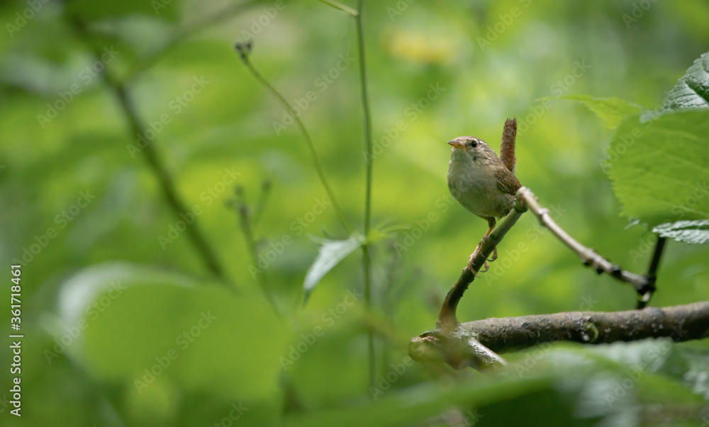 bird, natur, wild lebende tiere, ast, tier, baum, spatz, wild, bird, robin, green bird, natur, wild lebende tiere, ast, tier, baum, spatz, wild, bird, robin, green
