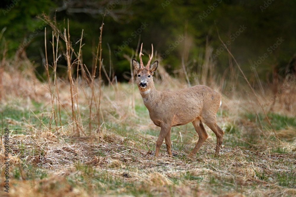Roe deer, Capreolus capreolus, in the nature forest habitat. Deer on the gravel forest road, hiden in the vegetation. Misty morning in Sumava NP, Czech Republic. Foggy nature in Europe.