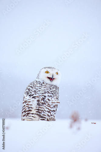 Snowy owl sitting on the snow in the habitat. Cold winter with white bird. Wildlife scene from nature, Manitoba, Canada. Owl on the white meadow, animal behaviour.