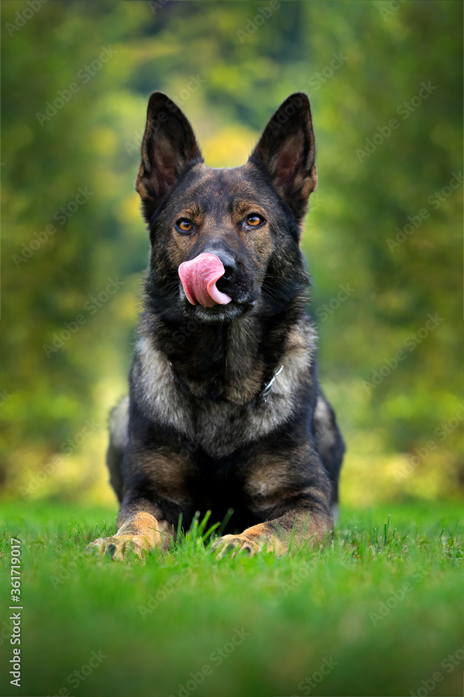 Black dog in green grass. German Shepherd Dog, is a breed of large-sized working dog that originated in Germany, sitting in the green grass with nature background. Black dog in green grass. German Shepherd Dog, is a breed of large-sized working dog that originated in Germany, sitting in the green grass with nature background.