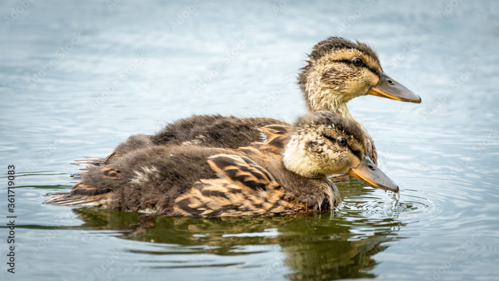 ente, bird, wasser, natur, see, wild lebende tiere, tier, stockente, teich, baden, ente, bird, wasser, natur, see, wild lebende tiere, tier, stockente, teich, baden,
