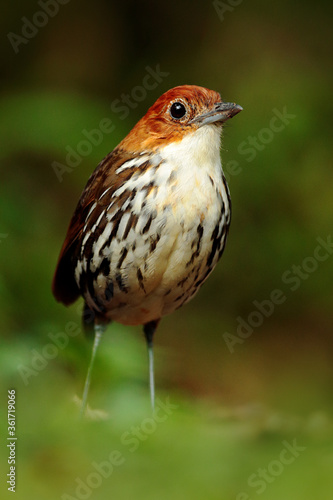 Chestnut-crowned antpitta, Grallaria ruficapilla, rare bird from dark forest in Rio Blanco, Colombia. Wildlife scene from nature. Birdwatching in tropical jungle. photo