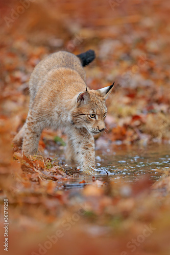 Lynx walking in the orange leaves with water. Wild animal hidden in nature habitat, Germany. Wildlife scene from forest, Germany. Lynx in autumn vegetation in the wood. B