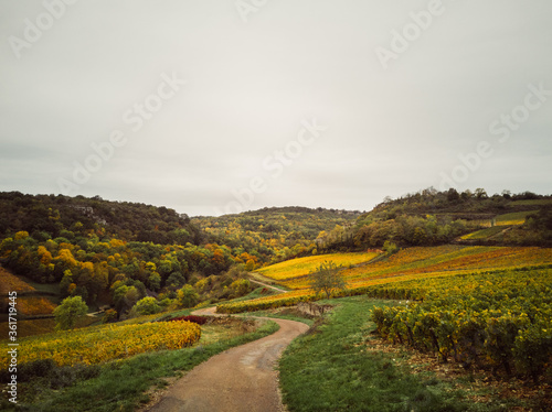 route traversant les vignes et le vignoble automnal. Bourgogne et côte-d'or. collines jaunes