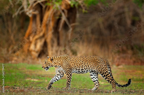 Walking Sri Lankan leopard, Panthera pardus kotiya. Big spotted wild cat in the nature habitat, Yala national park, Sri Lanka. Widlife scene from nature. Leopard in green vegetation. photo