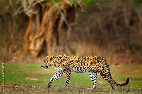 Valokuva Walking Sri Lankan leopard, Panthera pardus kotiya