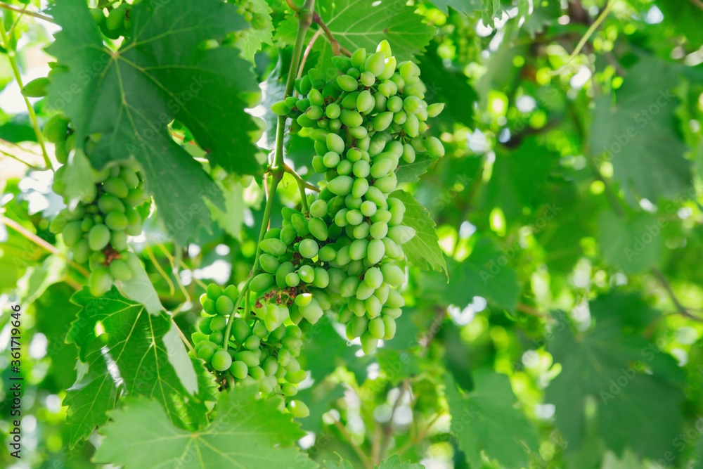 A bunch of green grapes hangs on a vine. Viniculture. Sunlight through green leaves. A bunch of green grapes hangs on a vine. Viniculture. Sunlight through green leaves.
