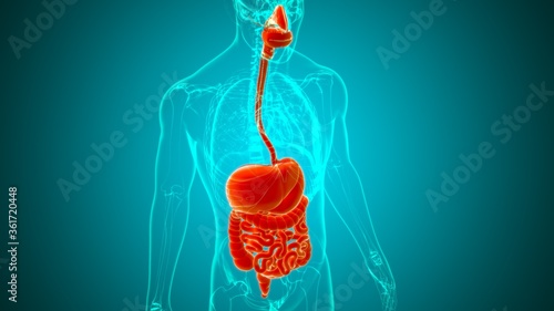 Human Digestive System Anatomy For Medical Concept 3D