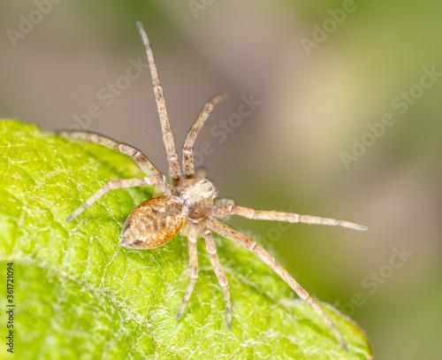 Close up of a spider in nature.