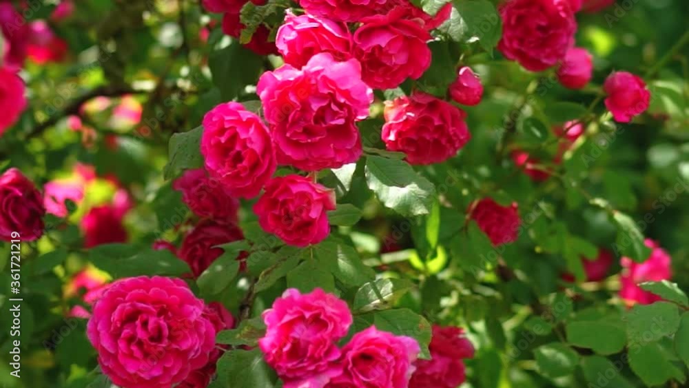 Bush rose swaying in the wind in the summer garden Bush rose swaying in the wind in the summer garden