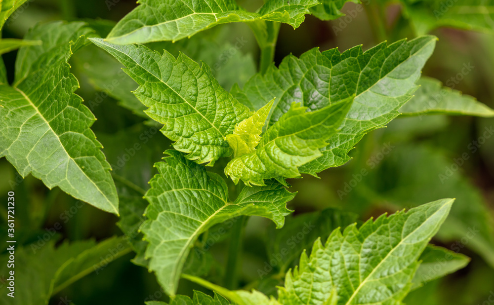Green leaves on a plant in the park. Green leaves on a plant in the park.