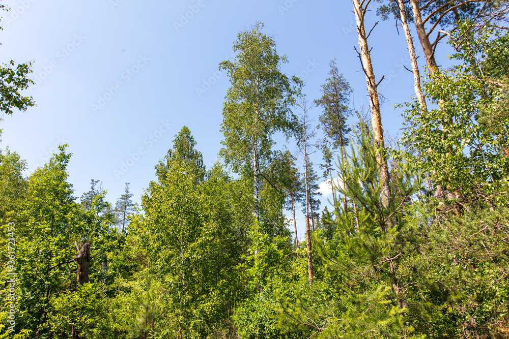 Coniferous and deciduous trees in the summer forest.