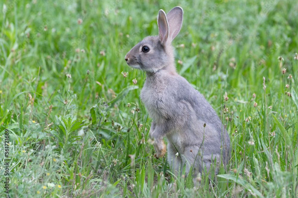 Fototapeta premium hase, hase, gras, tier, wild, feldhase, hübsch, ostern, säugetier, ohr, wild lebende tiere, green,