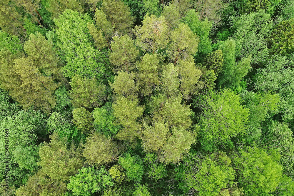 forest top view, landscape panorama view of summer forest with quadrocopter aerial view