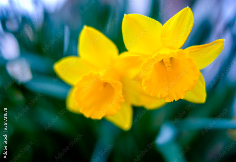nice daffodil flower nice daffodil flower