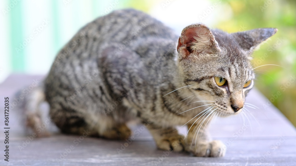 Naklejka premium portrait of a cat