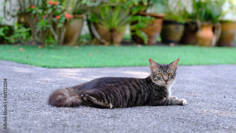 Naklejka premium Grey Cat on the Street