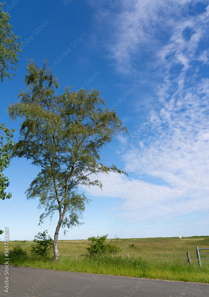Obraz premium Birch on a street on a summer morning in Germany
