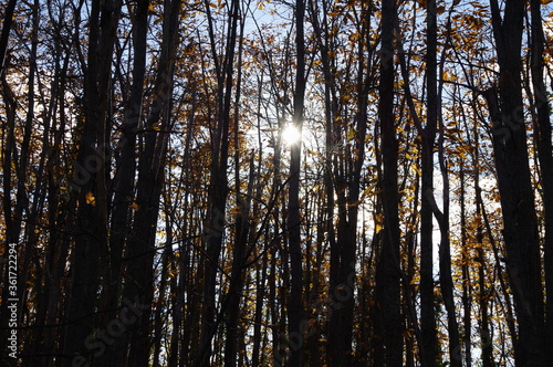 rayons de soleil dans la forêt d'arbres châtaigniers