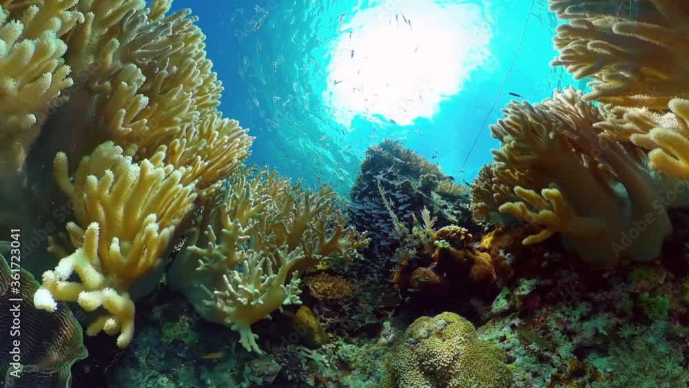 Reef Coral Scene. Tropical underwater sea fish. Hard and soft corals, underwater landscape. Panglao, Bohol, Philippines. Reef Coral Scene. Tropical underwater sea fish. Hard and soft corals, underwater landscape. Panglao, Bohol, Philippines.