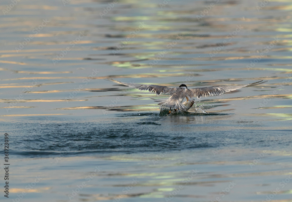 Lesser Crested Tern trying to hold a fish at Busaiteen coast, Bahrain Lesser Crested Tern trying to hold a fish at Busaiteen coast, Bahrain