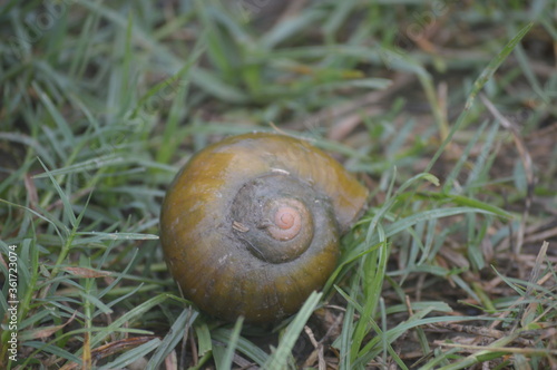 A spiral shell of mollusk in a field