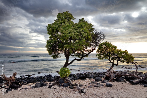 tree in the beach
