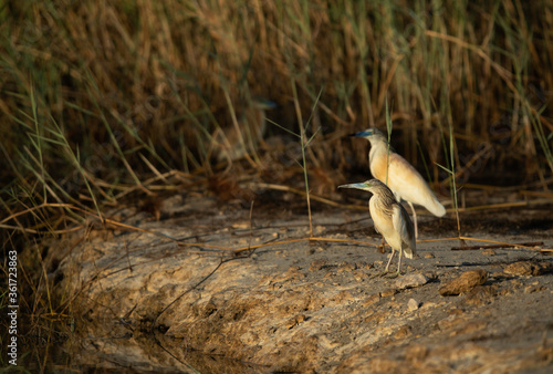 A pair of Squacco Heron at Buhair lake, Bahrain photo