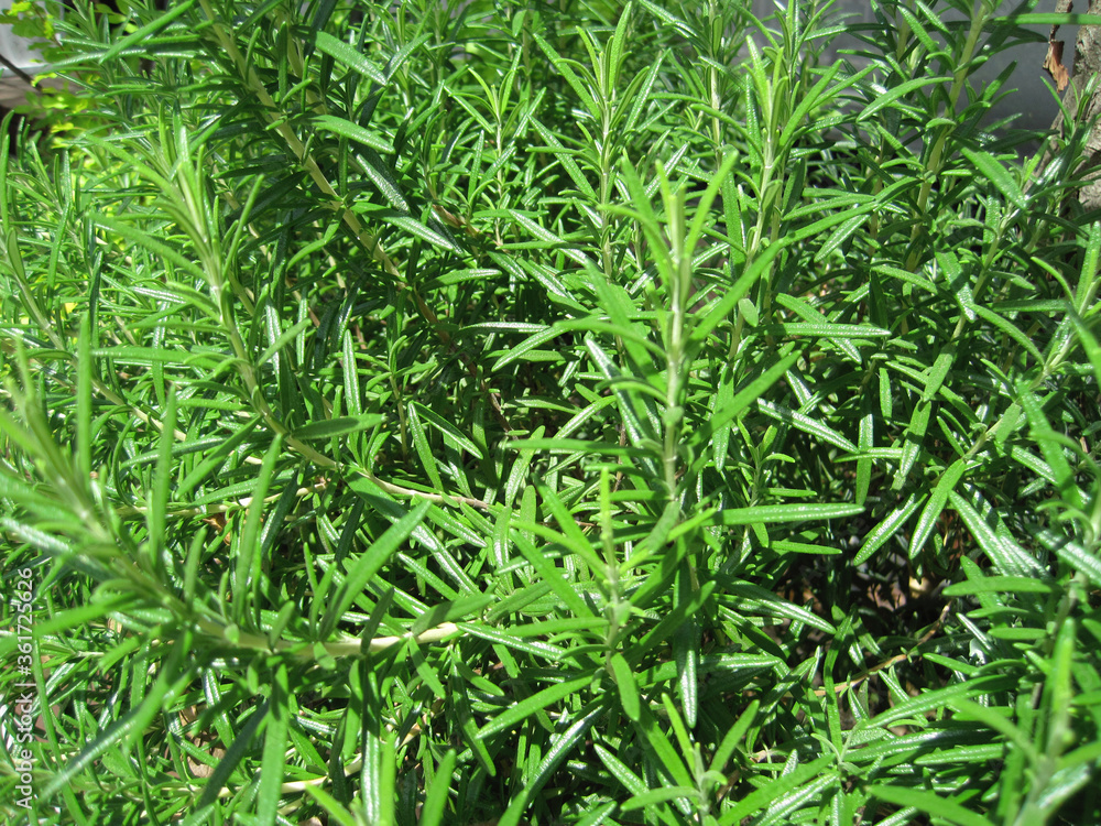 fresh rosemary fresh rosemary