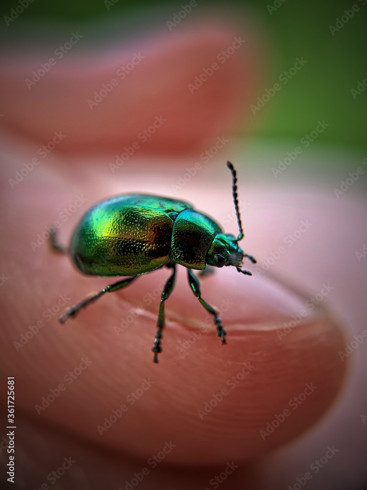 Green bug on a finger Green bug on a finger
