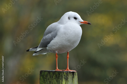 Black headed gull perched on the post.