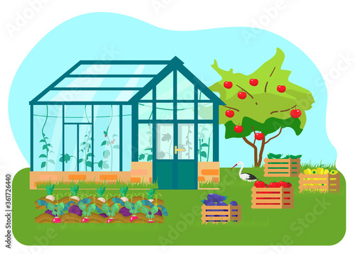 Vector illustration of greenhouse with different plants inside in flat style. Glass house with tomatoes and cucumber plants. Wooden boxes with vegetables. Vegetable beds. Apple tree. Stork.