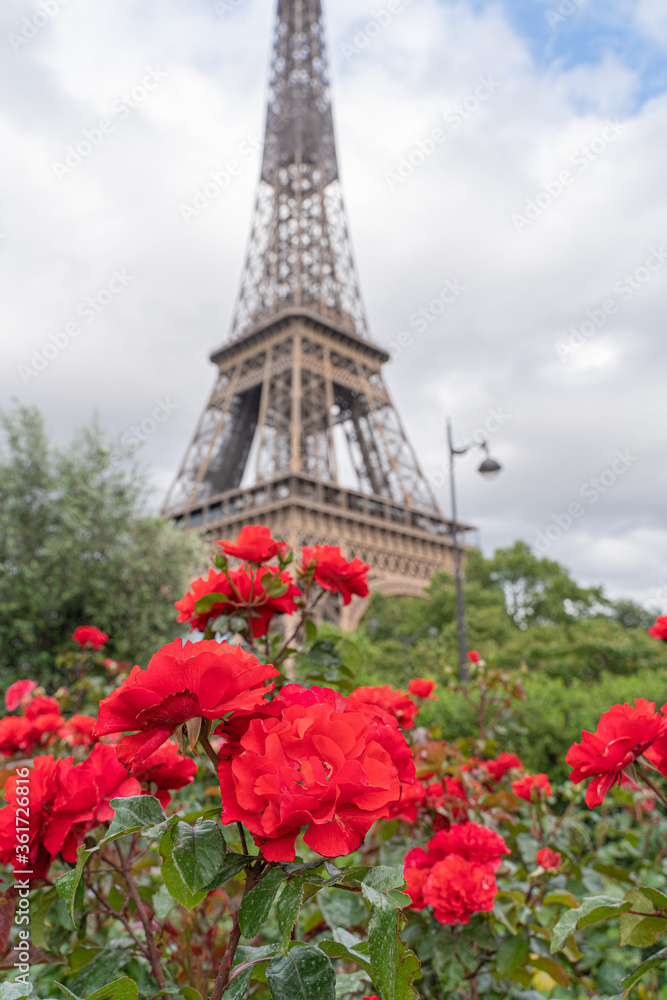 Beautiful roses overlooking the eiffel tower in Paris
