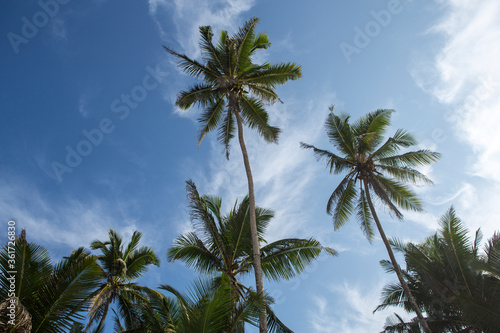 photo of seven huge tall big tropical palm trees blue sky with clouds background in warm exotic Goa, India during travel for summer vacation holiday