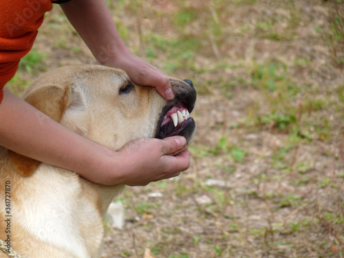 Labrador dog fangs and teeth. The owner holds the dog in the face and shows dog fangs. Horizontal photo. photo