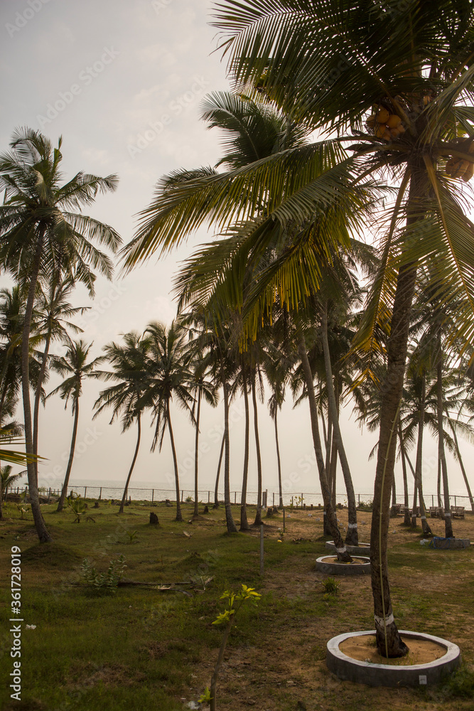 day shot of tall palm trees with large green leaves, branches and coconuts growing on an empty wild beach on a blue sky background. Sri Lanka island day shot of tall palm trees with large green leaves, branches and coconuts growing on an empty wild beach on a blue sky background. Sri Lanka island