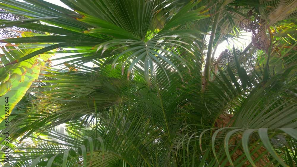 Palm trees background in 4k slow motion 60fps
Palm trees background in 4k slow motion 60fps